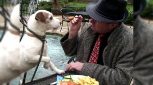 Парсон рассел терьер. Плюсы и минусы, Цена, Как выбрать, Факты, Уход, История