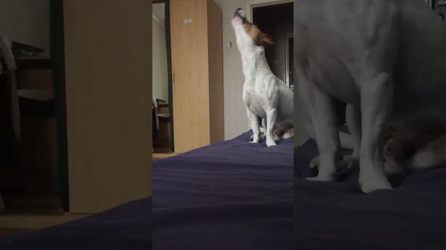 Jack Russell Terrier es el Diablo смотреть онлайн