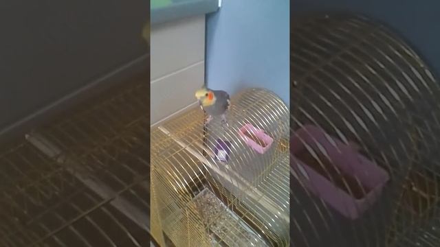 учим попугая петь - We teach a parrot to sing смотреть онлайн