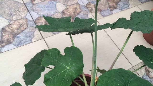 Cuidados y Reproducción de la Jatropha podagrica//barriga de buda//capa del rey//tártago смотреть онлайн