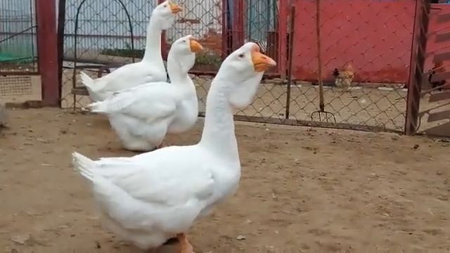 Гусаки холмогорской породы смотреть онлайн
