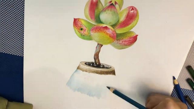 Hand Drawing Plants Echeveria - Speed Drawing - Fast draw process смотреть онлайн