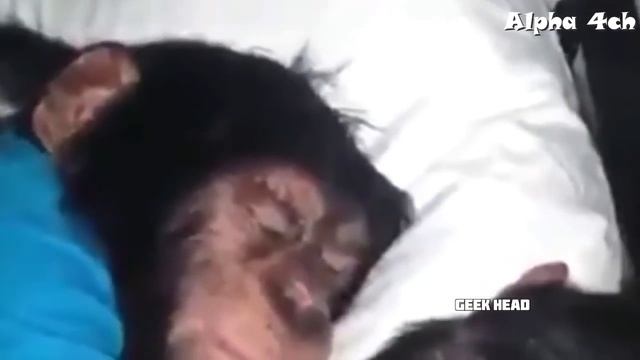 Ержан, вставай, на роботу пора| Ержан мем | Ержан обезьяна | Ержан оригинал - НОВАЯ ЛУЧШАЯ ПОДБОРКА смотреть онлайн