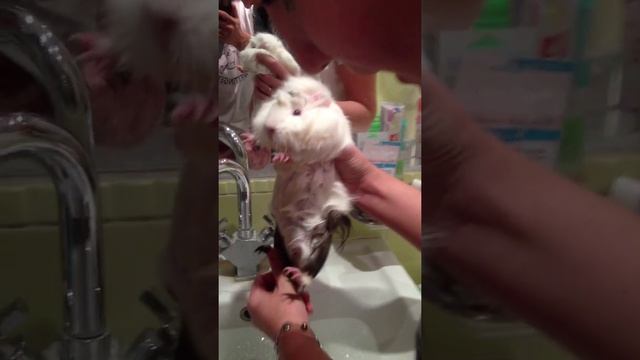 Купание морской свинки Розетки смотреть онлайн