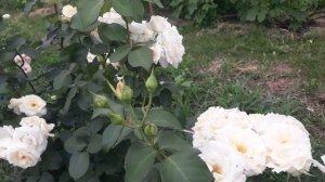 Розы Шневальзер и Шванензее ( Schneewalzer / Schwanensee)