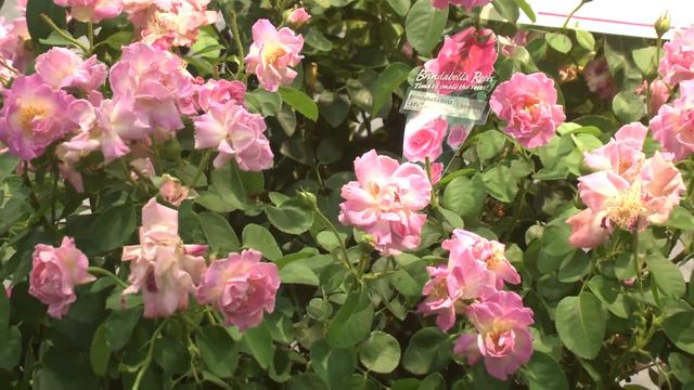 Choose Brindabellla Roses for Fragrance смотреть онлайн