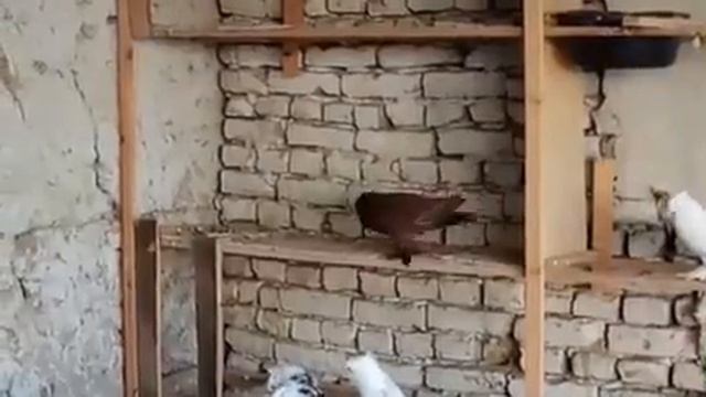 9 января 2020 год Голуби Узбекистана смотреть онлайн