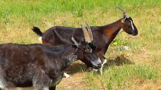 Всемирный день животных!