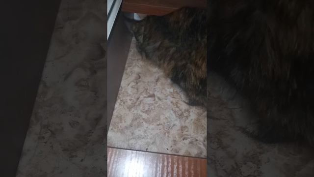кошка мышку поймала первый раз смотреть онлайн