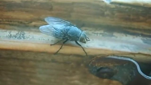 Новогодние приключения мухи-цецетухи.wmv смотреть онлайн