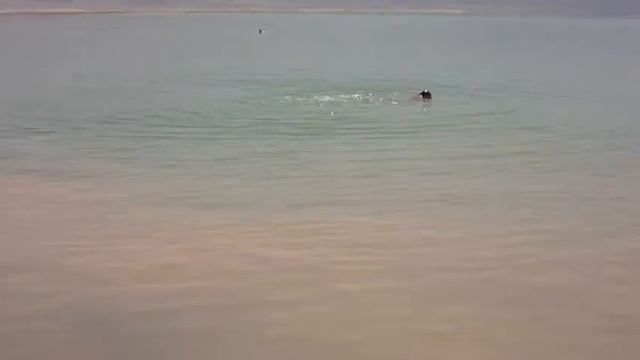 Мертвое море 2014 и "Дельфин" Мертвого моря смотреть онлайн