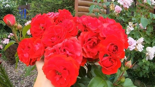 Розы группы шраб. Fluorescent (Флуоресцент)