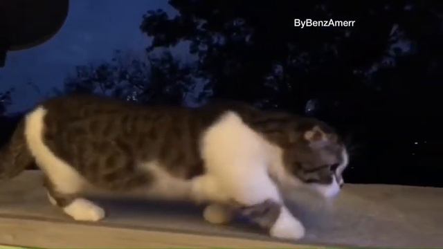 Munchkin mix Scottish Fold @BenzHanz Instagram смотреть онлайн