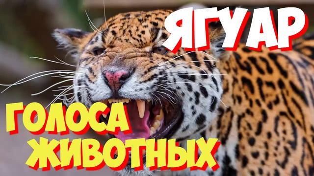 Учим голоса птиц и звуки животных. Звуки природы слушать онлайн ЯГУАР смотреть онлайн