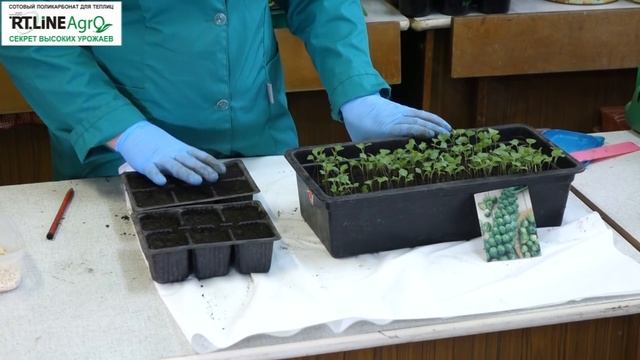 Пикировка рассады брюссельской капусты. Выращивание капусты брюссельской. смотреть онлайн