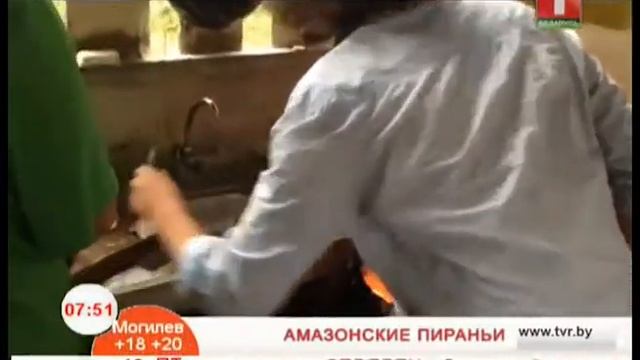 Полезная еда по-перуански - амазонские пираньи от Дудинского смотреть онлайн