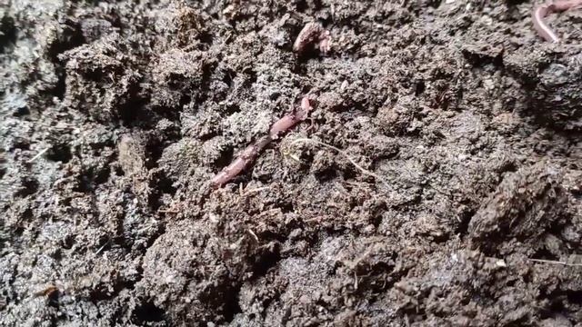 How To Make Vermicompost At Home Bengali|kecho sar|বাড়িতে ভার্মি কম্পোস্ট তৈরির পদ্ধতি// смотреть онлайн