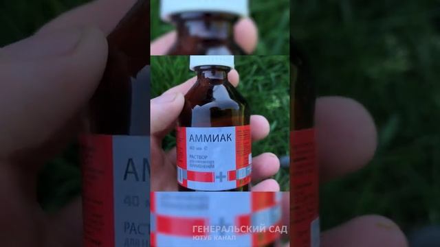 Смородину атаковала тля во время цветения, что делать!? Внесите это от тли и не только #shorts смотреть онлайн