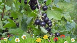 Смородина черная Багира ? Обзор: посадка и уход. крупномеры смородины Багира: описание и особенност