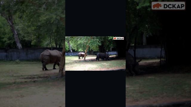 Celebrating World Rhino Day - Sep ‘22 смотреть онлайн