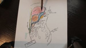 брюшная полость, топографическая анатомия сальниковой сумки,
