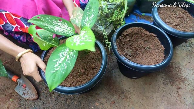 When And How Repotting Plants, Tips And Tricks ll ചെടികൾ മാറ്റി നടാം смотреть онлайн