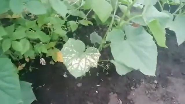 огурец Мамлюк смотреть онлайн