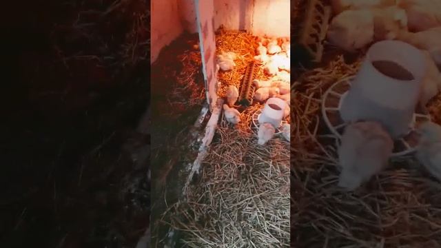 Новое помещение бройлерам смотреть онлайн