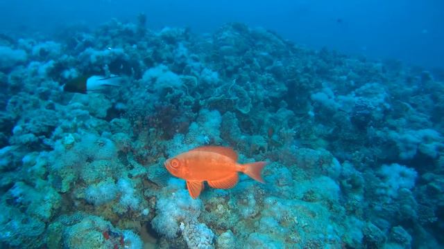 Glasauge - Makadi Bay смотреть онлайн