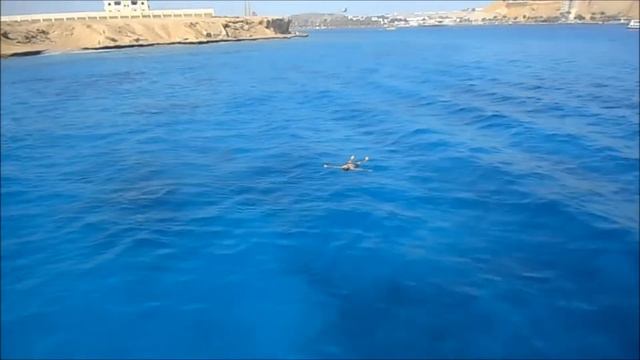 Шарм Эль Шейх 2019 Зимой на Красном море смотреть онлайн