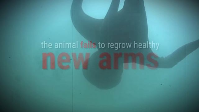 The Amazing Octopus смотреть онлайн