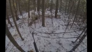 Охота на медведя с западно-сибирской лайкой