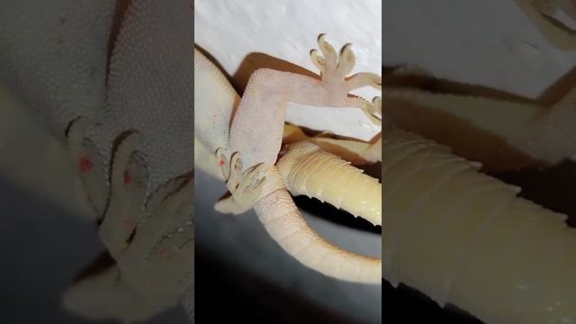 Lizard/Chipkali Mating смотреть онлайн