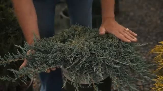How to Use Junipers for Landscaping смотреть онлайн