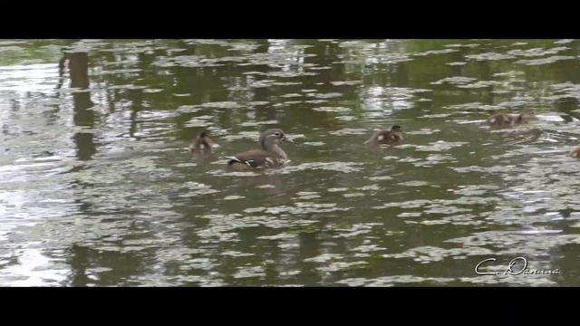 У мандаринок пополнение смотреть онлайн