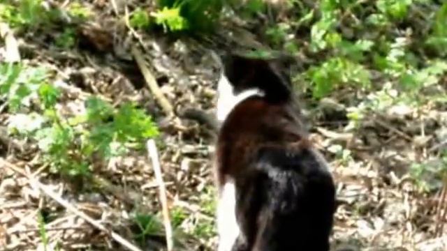 поединок со змеем . Cat vs Snake смотреть онлайн
