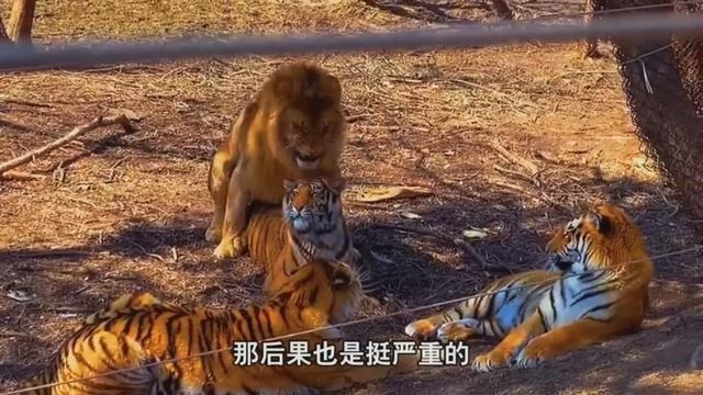 MALE LION AND TIGRESS GETTING IT ON! - How Liger Babies Are Made
