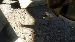 Мой Дастер. Замена передних сайлентблоков.