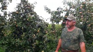 Обзор сорта Яблоня Белорусское сладкое