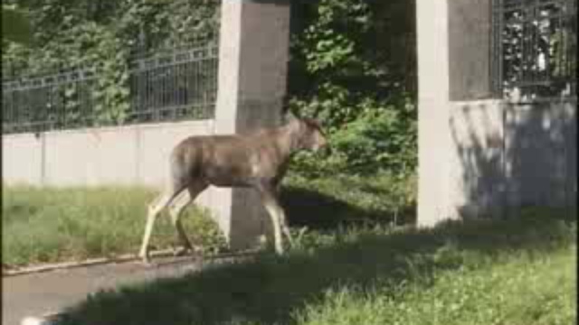 ВС ЛОСЬ В ГОРОДЕ смотреть онлайн