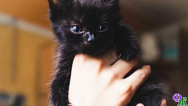 Говорящий КОТ 44 «Котёнок защищал меня от собаки, а его дядька-бандит схватил!» – заплакала девочка смотреть онлайн