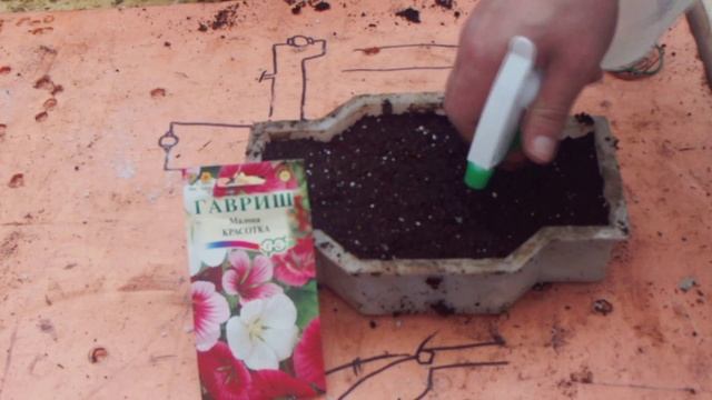 Малопа, посев малопы