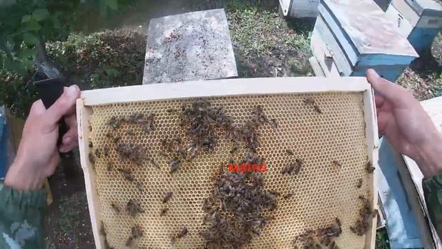 Бродячий рой обрел свой дом смотреть онлайн