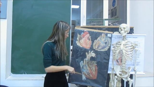 Анатомическое строение сердца смотреть онлайн