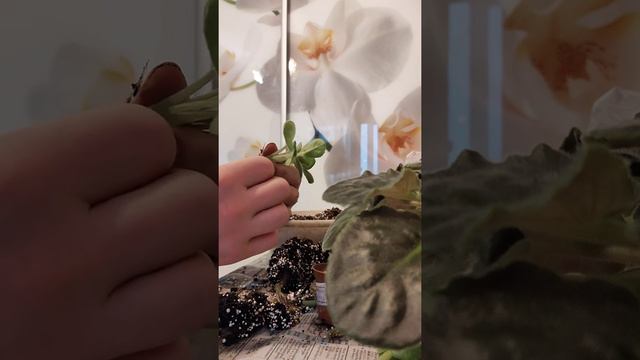 омоложение фиалки смотреть онлайн