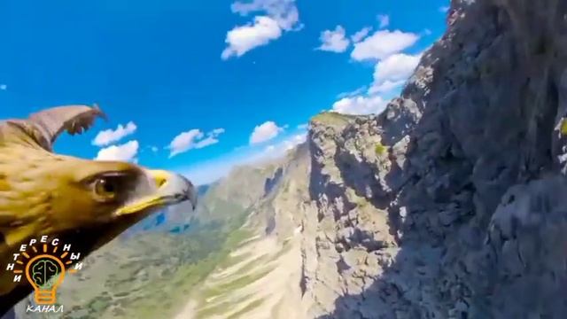 Притча об Орле и курице смотреть онлайн