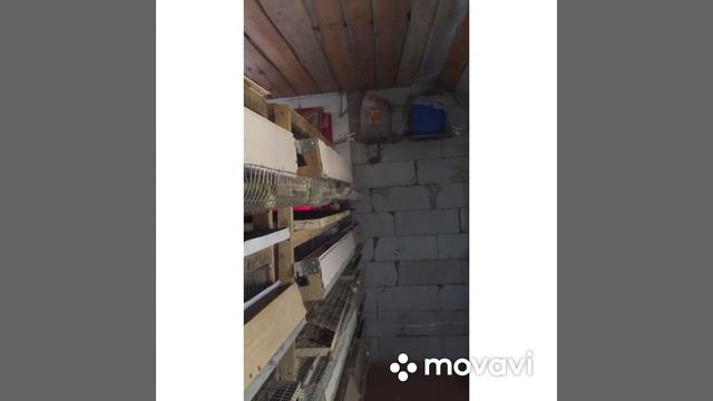 Мой перепелятник. Разведение перепелов в домашних условиях смотреть онлайн