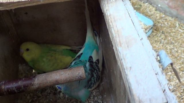 Попугаи в жару. У нас новенький смотреть онлайн