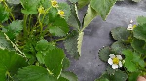 серая гниль,что делать