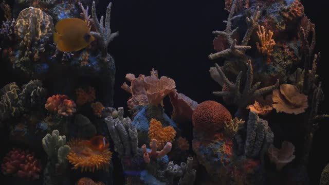 Дмитрий TV Реалистичный HD Аквариум. За 10 минут внимательного просмотра с музыкой-полная релаксация смотреть онлайн